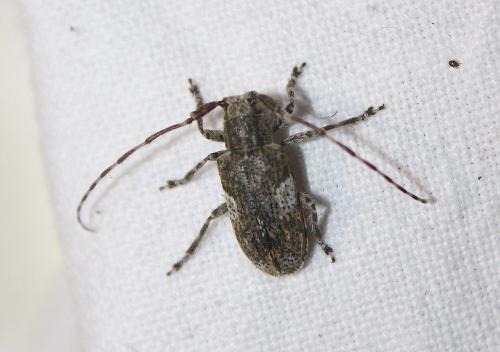 Mesosa nebulosa